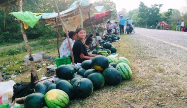 बगरमा तरबुजाखेती वनहराका मुक्तकमैयाको आयआर्जनको प्रमुख आधार