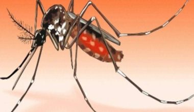 कञ्चनपुरमा औलोको जोखिम बढ्दै