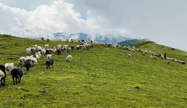 च्याङ्ग्रा जोनमा ७८ पशु फार्म सूचीकृत