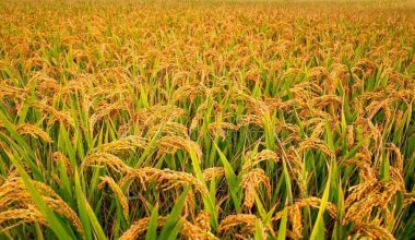 बारामा यसवर्ष ९१ हजार ८०० मेट्रिक टन चैते धान उत्पादन