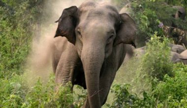 जङ्गली हात्ती गाउँपसेपछि रातभर जाग्राम