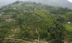 भोजपुरको वाक्चाखामा ‘जाल्पादेवी गुराँस पदमार्ग’ निर्माण