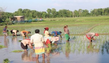 निरन्तर वर्षा भएपछि उदयपुरका किसान रोपाइँमा व्यस्त