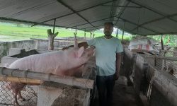 बङ्गुरका पाठापाठी बेचेर वार्षिक बाह्र लाख आम्दानी