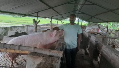 बङ्गुरका पाठापाठी बेचेर वार्षिक बाह्र लाख आम्दानी