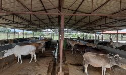 छाडा चौपाया व्यवस्थापनसँगै आम्दानी गर्दै गौशाला