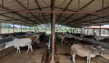 छाडा चौपाया व्यवस्थापनसँगै आम्दानी गर्दै गौशाला