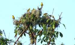 शुक्लाफाँटा राष्ट्रिय निकुञ्जमा दुर्लभ सुनौलो तोपचराको सङ्ख्या घट्यो