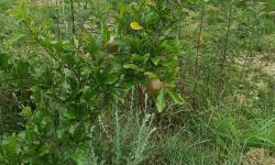 डडेल्धुरामा व्यावसायिक अनारखेतीबाट ५० लाख आम्दानी गर्ने लक्ष्य