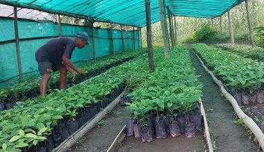 कफीको बिरुवा बेचेर साढे १३ लाख कमाई