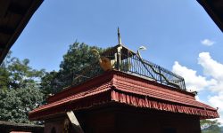 नीलबाराही बचाउन पहल