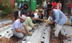 बाँझो जग्गामा व्यावसायिक फूलखेती गर्दै विदुर नगरपालिका