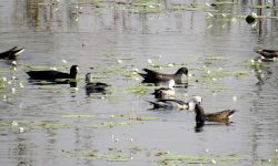 घोडाघोडीमा घट्यो हरिहाँसको संख्या