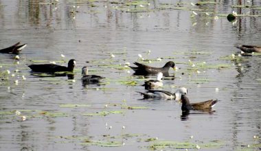 घोडाघोडीमा घट्यो हरिहाँसको संख्या