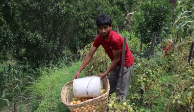 चालीस रोपनीमा गोलभेँडा फलाउँछन् कमल