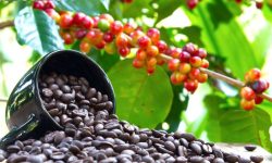 कोशी प्रदेशमा कफीखेती विस्तार हुँदै