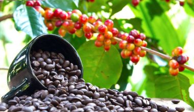 कोशी प्रदेशमा कफीखेती विस्तार हुँदै