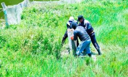 फेवाताल किनारमा सीमास्तम्भ राख्नेक्रम जारी