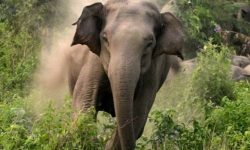 कोशीमा दुई दशकमा हात्तीको आक्रमणबाट ९७ जनाको मृत्यु