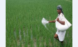 धारापानीमा जलवायुमैत्री कृषि प्रवर्द्धन कार्यक्रम सञ्चालन