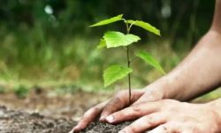 रोटरीद्वारा एकैदिन ५० हजार वृक्षरोपण