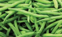 गतआवमा मुगुमा ७४ मेट्रिक टन सिमी बिक्री