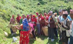 झाडी फाँडेर घाँस खेती, घरघरमा बाख्रापालन