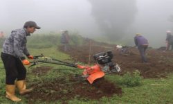 तेह्रथुमका किसान व्यावसायिक रूपमा सिस्नुखेती गर्दै