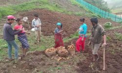 आलु बिक्री गर्न कोसेली घर