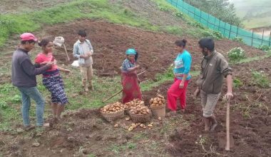 आलु बिक्री गर्न कोसेली घर