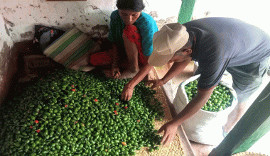 आम्दानीको स्रोत ‘अकबरे’