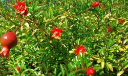 व्यावसायिक अनार खेतीबाट ५० लाख आम्दानी गर्ने लक्ष्य