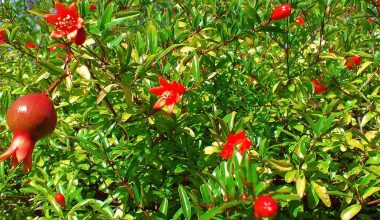 व्यावसायिक अनार खेतीबाट ५० लाख आम्दानी गर्ने लक्ष्य