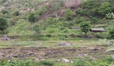 सिँचाइमा क्षति पुग्दा बाँझिए खेतबारी