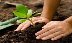 जैविक विविधता बढाउन वृक्षरोपण अभियान