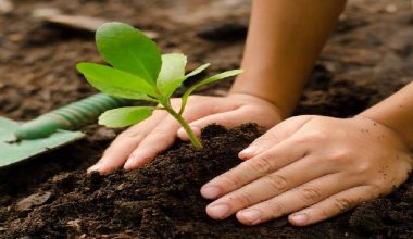 जैविक विविधता बढाउन वृक्षरोपण अभियान