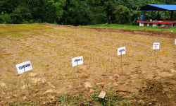 मूल बीउ उत्पादन गरिँदै