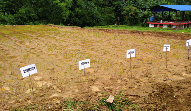 मूल बीउ उत्पादन गरिँदै