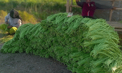 एउटै किसानले फलाउँछन् दैनिक ५०० केजी बोडी