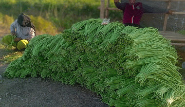 एउटै किसानले फलाउँछन् दैनिक ५०० केजी बोडी