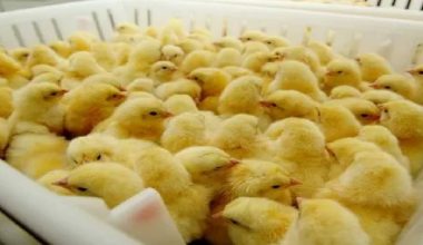 माग भन्दा उत्पादन बढी भएपछि ह्याचरी उद्योगद्वारा चल्ला उत्पादन बन्द