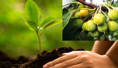 चेपाङ समुदायको उत्थानका लागि चिउरीका बेर्ना वितरण