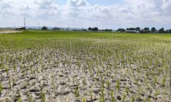 पानी नपर्दा सुक्यो धानको ब्याड