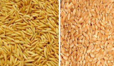 गहुँ र धानको बीउ उत्पाद गर्ने किसानलाई प्रोत्साहन रकम