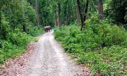 चुरेमा हात्तीको बथान, बस्तीमा त्रास