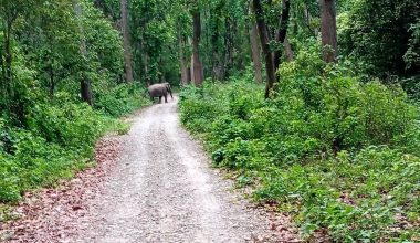 चुरेमा हात्तीको बथान, बस्तीमा त्रास