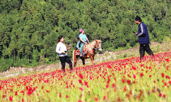 रङ्गीबिरङ्गी फूलले सजिएको ढोरपाटन