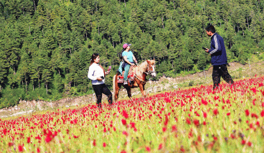 रङ्गीबिरङ्गी फूलले सजिएको ढोरपाटन