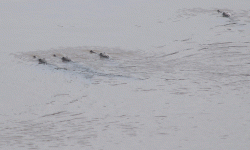 कर्णालीसहित सहायक नदीमा बच्चा हुर्काउँदै जलप्राणी