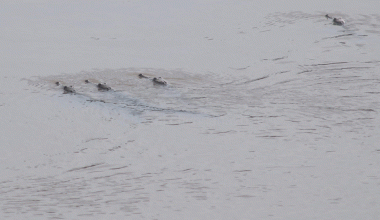 कर्णालीसहित सहायक नदीमा बच्चा हुर्काउँदै जलप्राणी